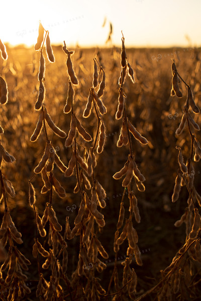 Soybeans - Dry 2465