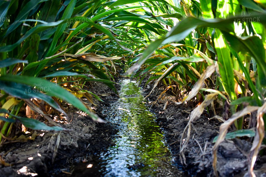 Flood Irrigated Sorghum 156077