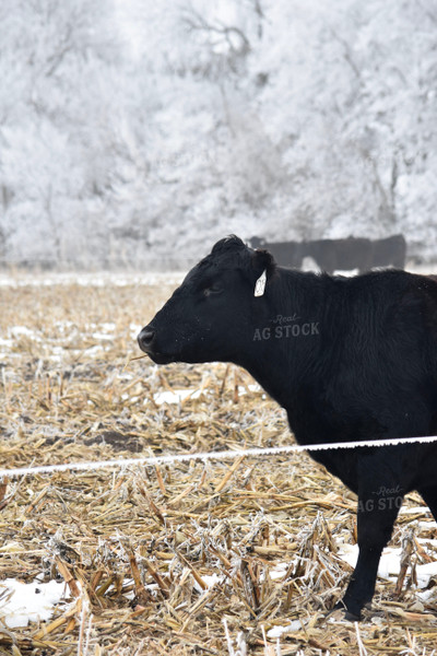 Cattle Grazing on Frozen Cornstalks 156084