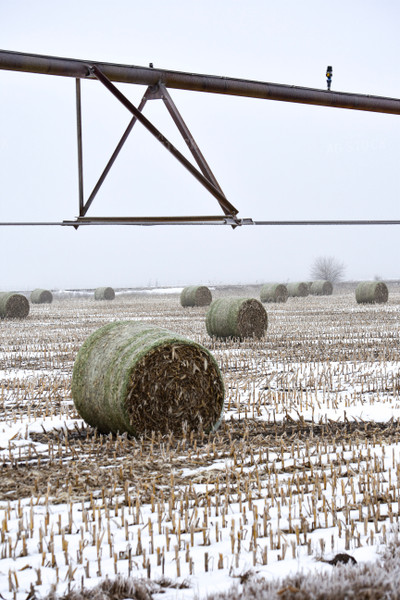 Frozen Cornstalk Bales 156087