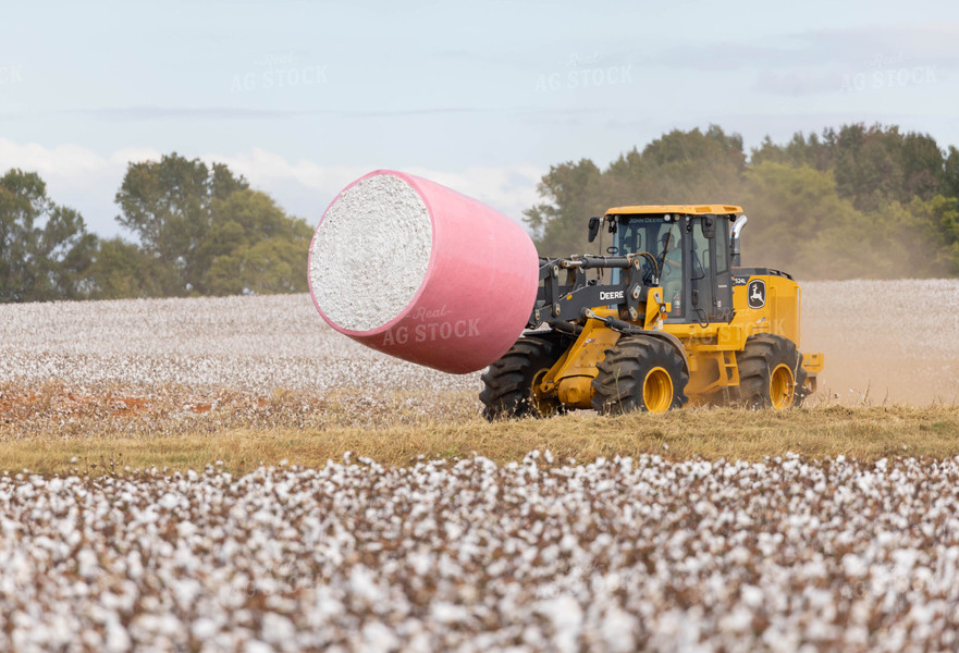 Cotton Harvest 79535