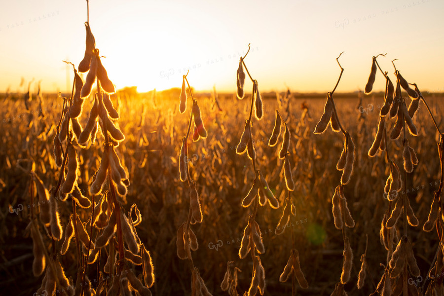 Soybeans - Dry 2469