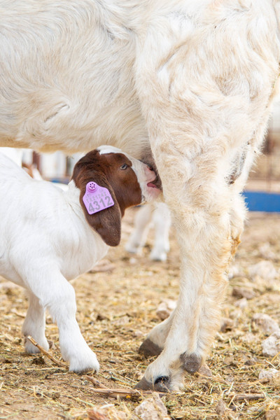 Goat Kid Nursing 134054