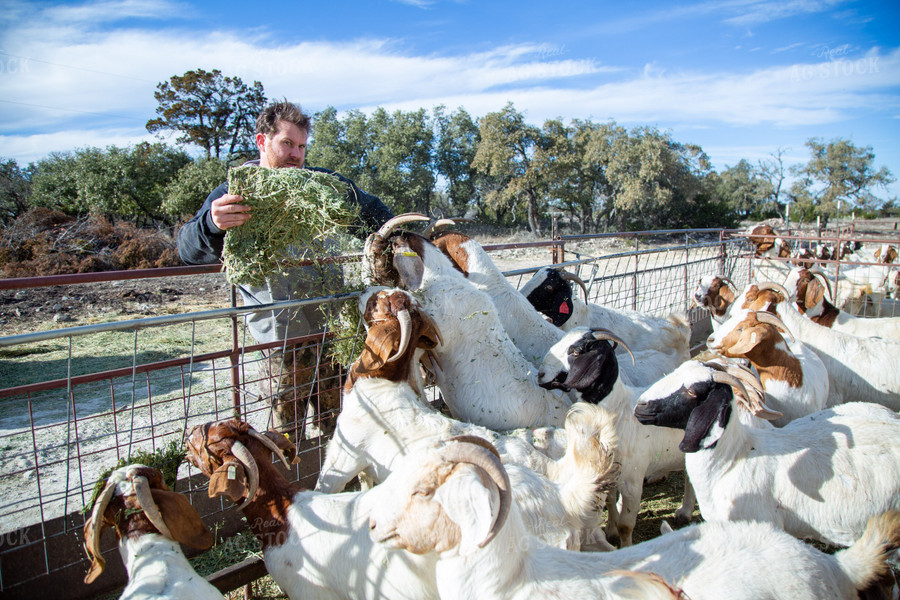 Feeding Goats 134062