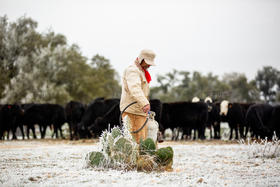 Melting Snow off Cacti for Cattle Feed 134069