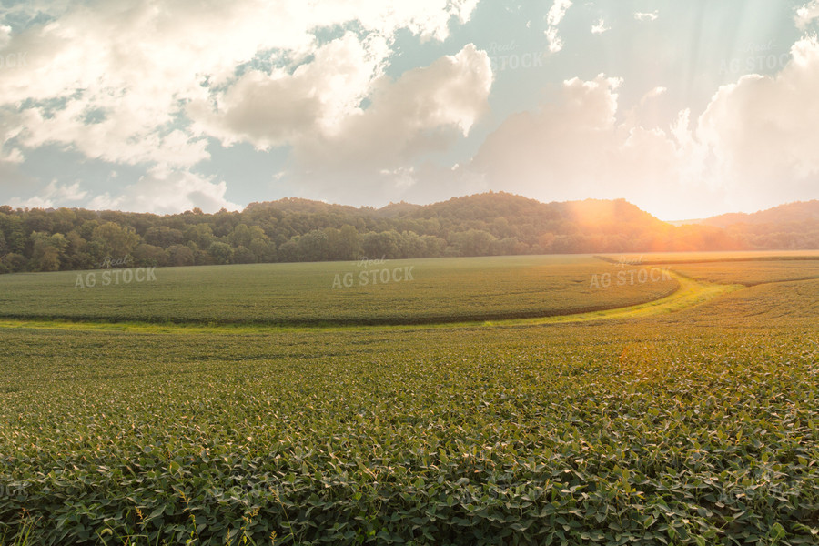 Scenic Soybean Field 52635