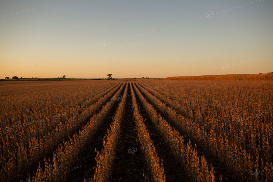 Soybeans - Dry 2477