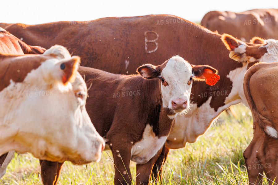 Hereford Calf 52655