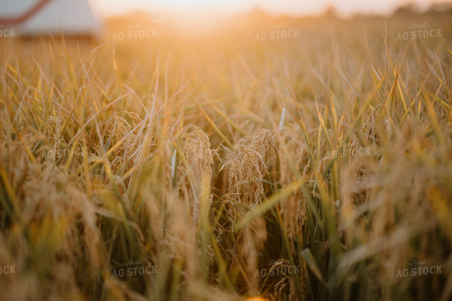 Rice Field 125194