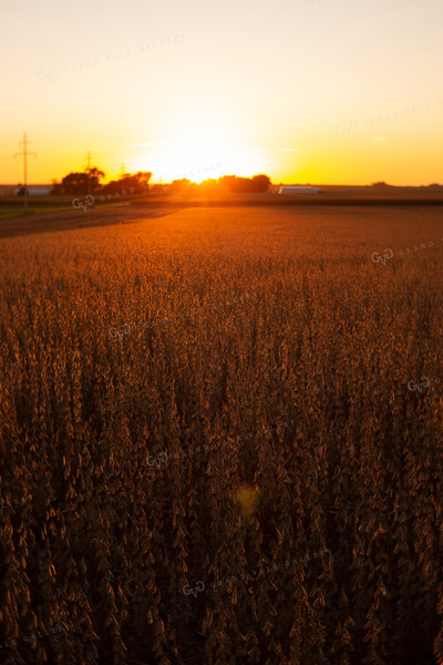 Soybeans - Dry 2484