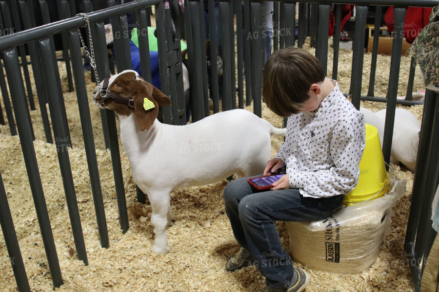 Showing Goats 102057