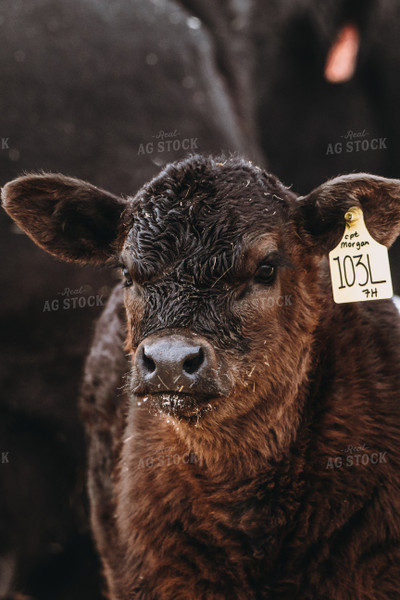 Black Angus Calf 139020