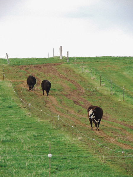 Cattle on Pasture 173004
