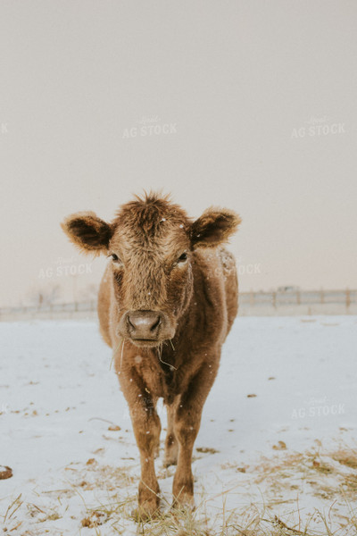 Charolais Cow 61148