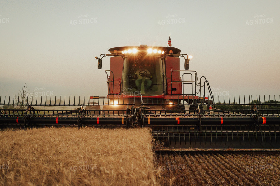 Wheat Harvest 83119