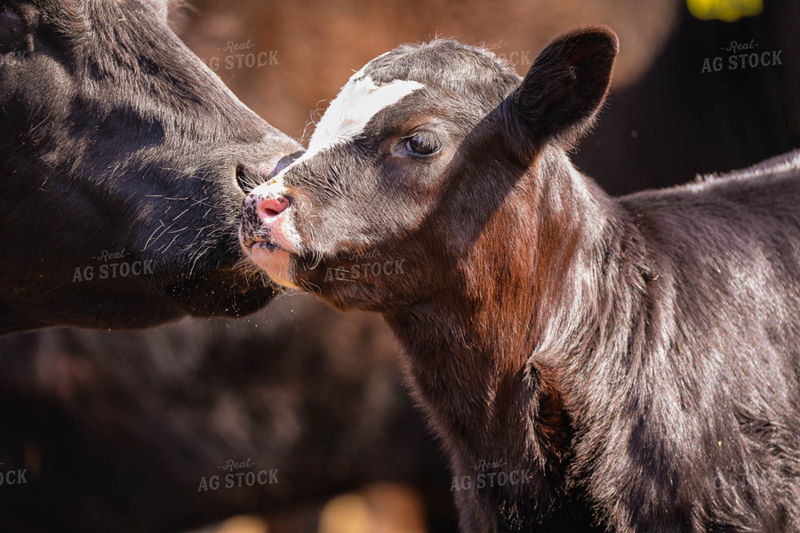 Black Baldy Cow Calf Pair 160017