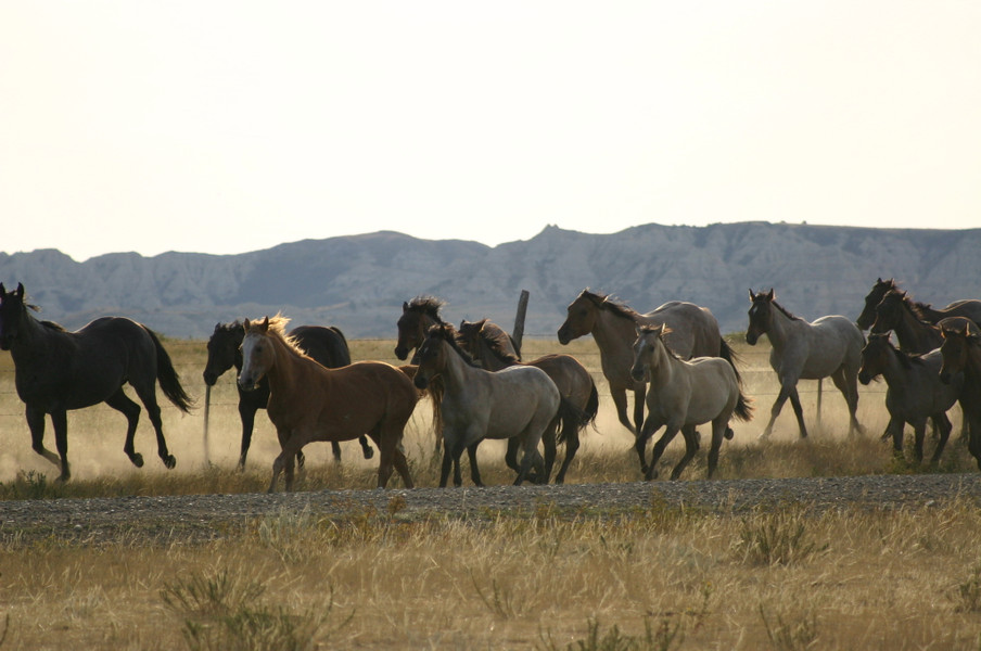 Moving Horses 183007