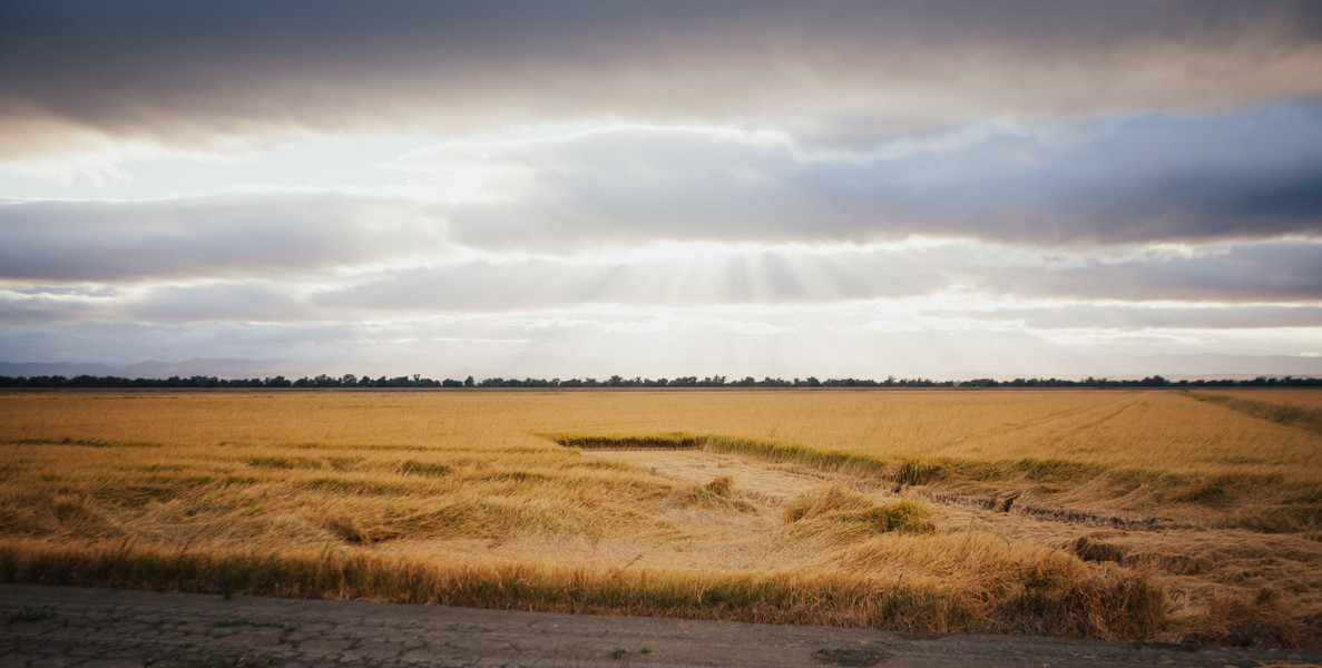 Rice Field 180007