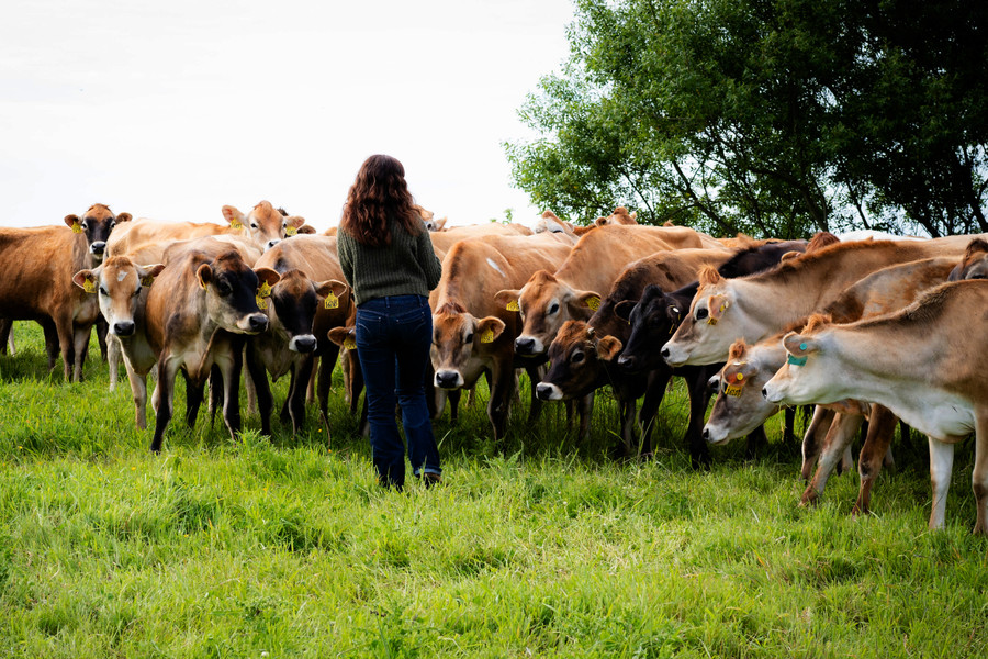 Female Farmer in Pasture with Jersey Cattle 181028