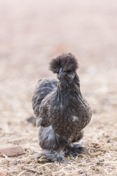 Silkie Chicken 184011