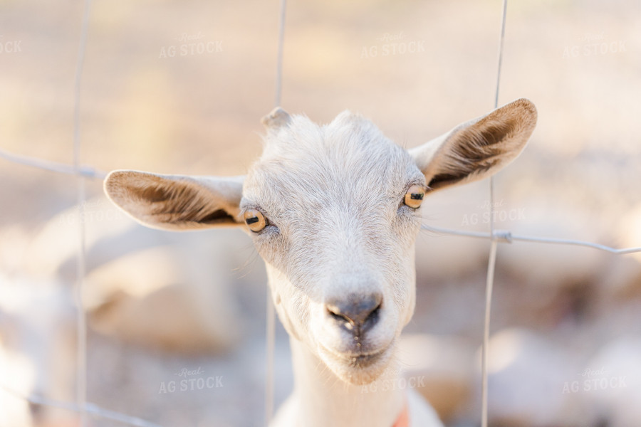 Goat 184016