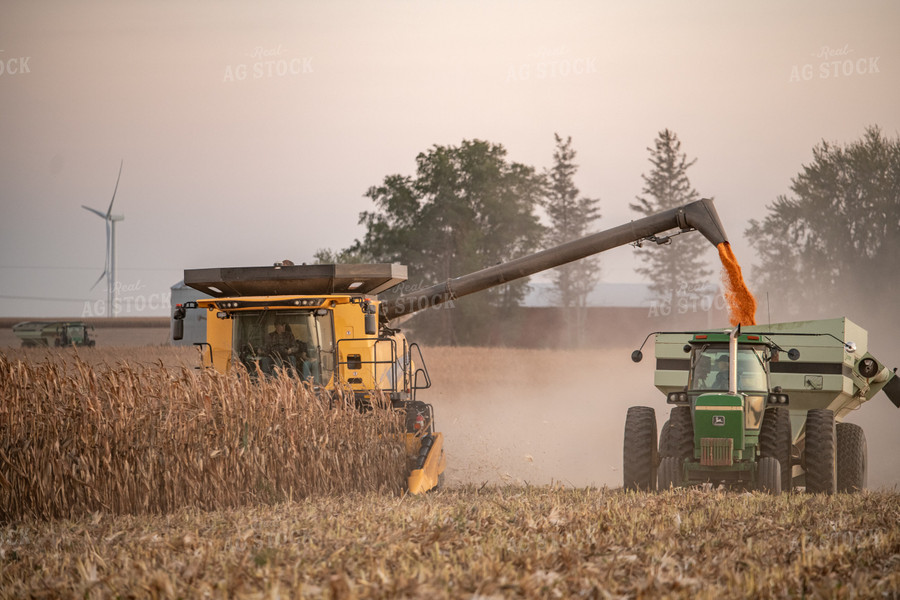 Corn Harvest 76491