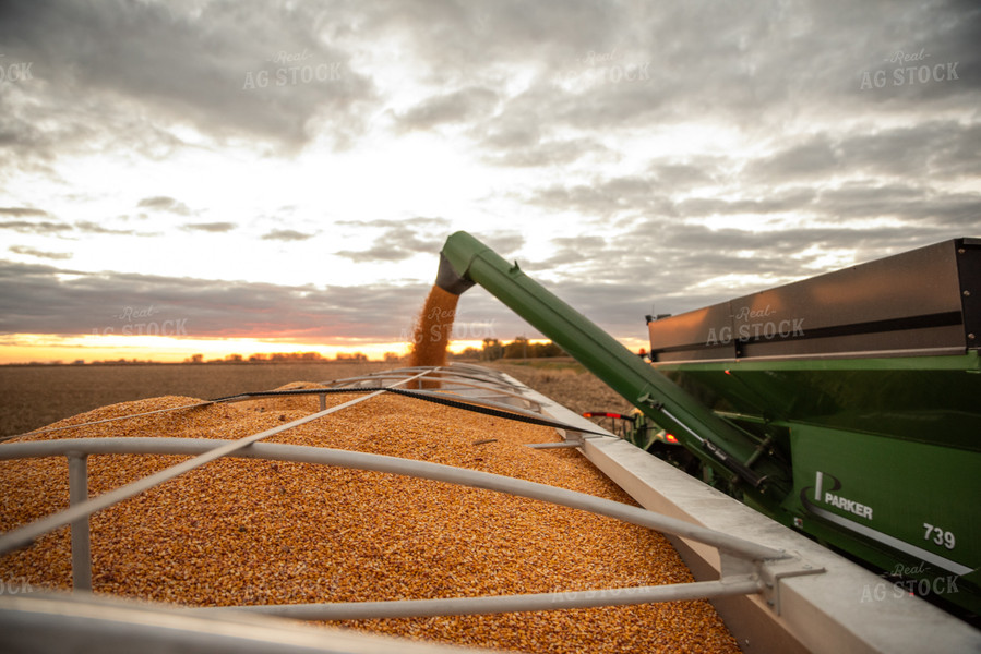 Harvested Corn 76569