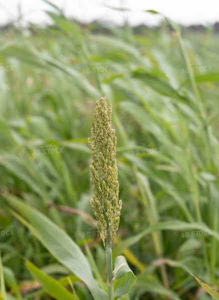 Sorghum 185013