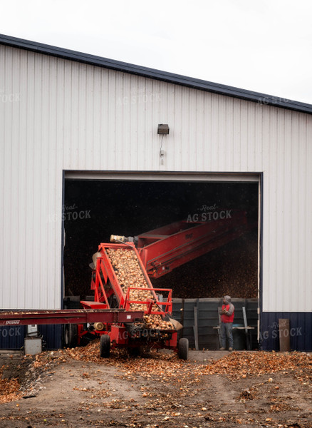 Onion Harvest 185022