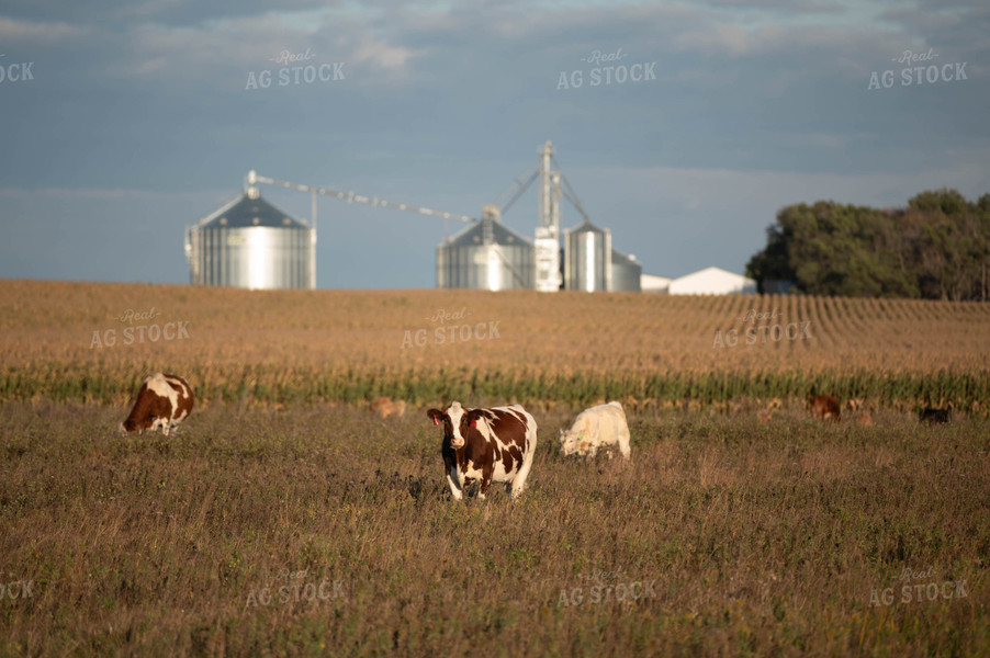 Cattle on Pasture 185031