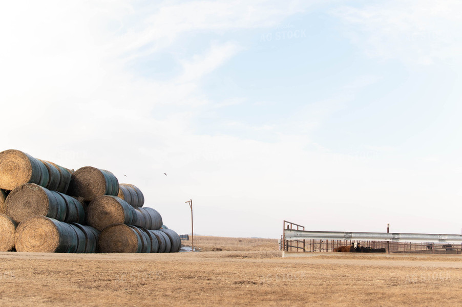 Feedlot 185060