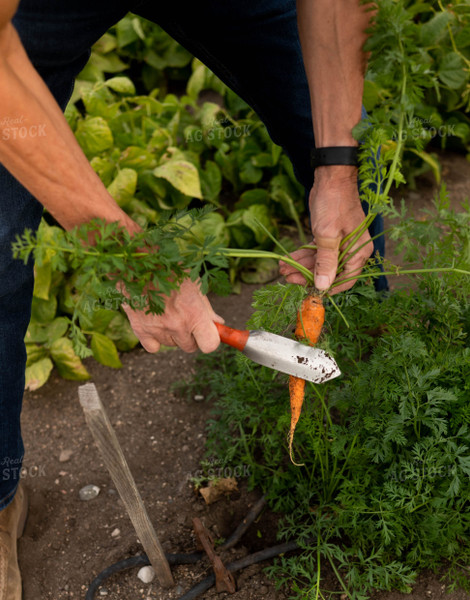 Carrot Harvest 185062