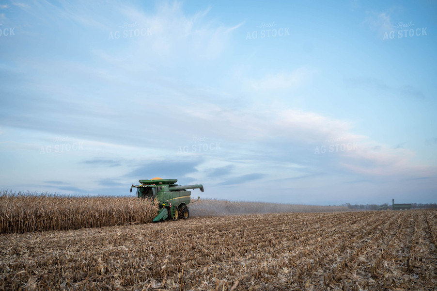 Corn Harvest 185071