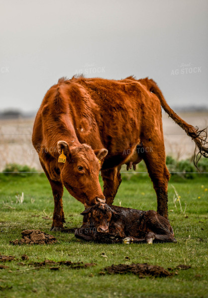 Cow Calf Pair 185111