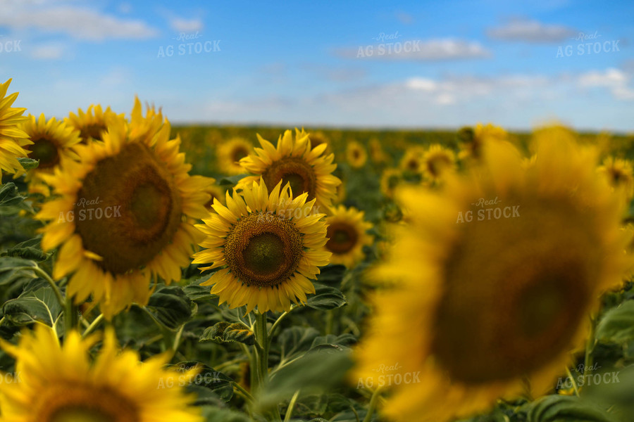 Sunflower Field 185117
