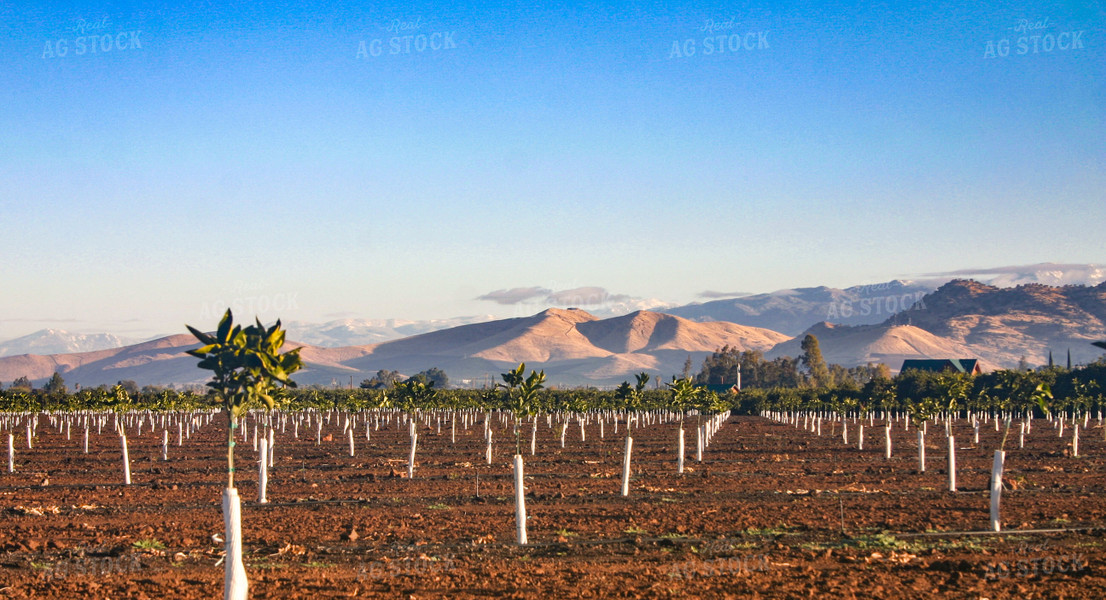 Citrus Tree Farm 188007