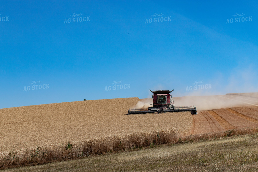Wheat Harvest 188020