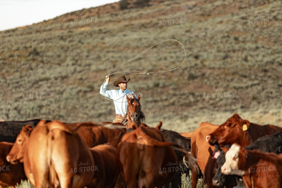 Herding Cattle 188043