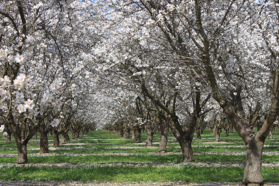 Almond Orchard 188051