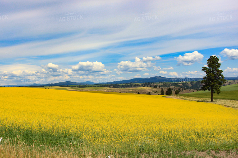 Mustard Field 188066