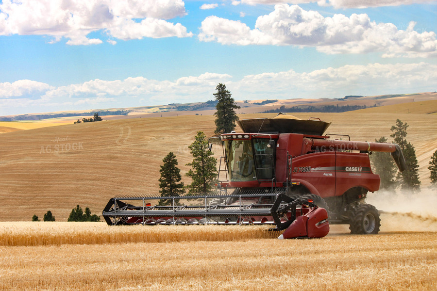 Wheat Harvest 188072