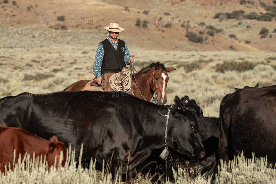 Herding Cattle 188082