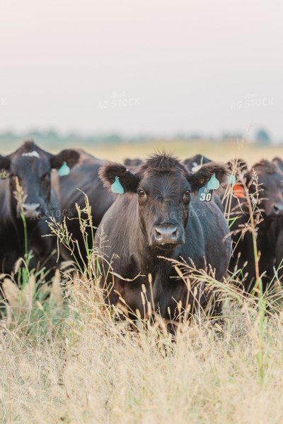 Cattle on Pasture 131038