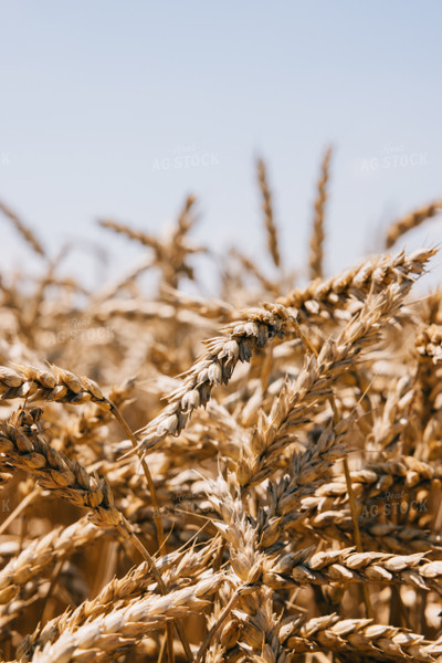 Dried Wheat 178028