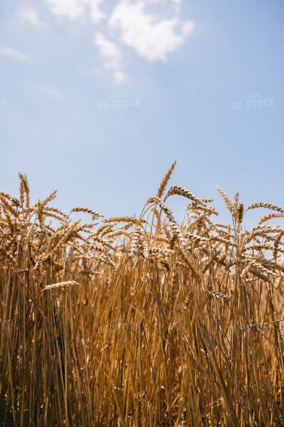 Dried Wheat 178029