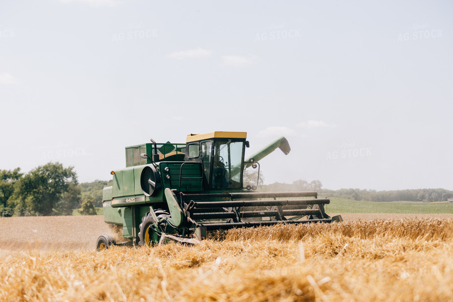 Wheat Harvest 178033