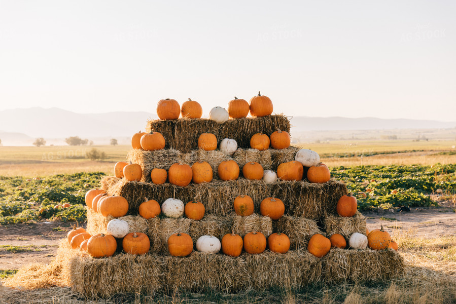 Fall Pumpkins 178040