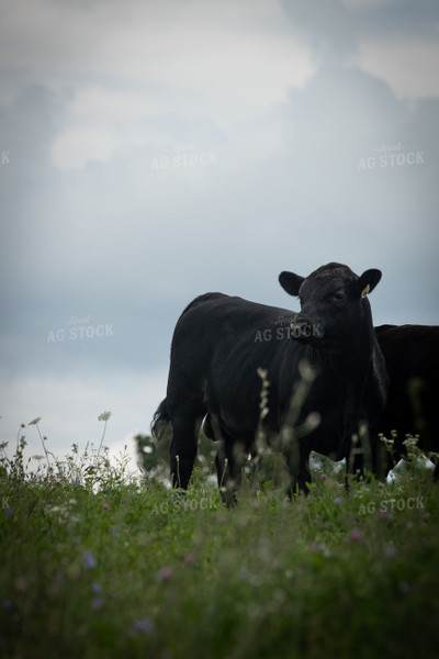 Cattle on Pasture 189007