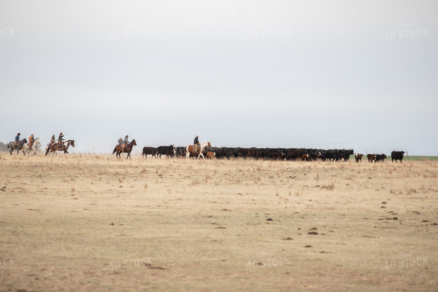Cattle Corral 190005