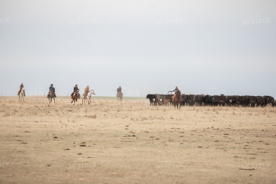 Cattle Corral 190006